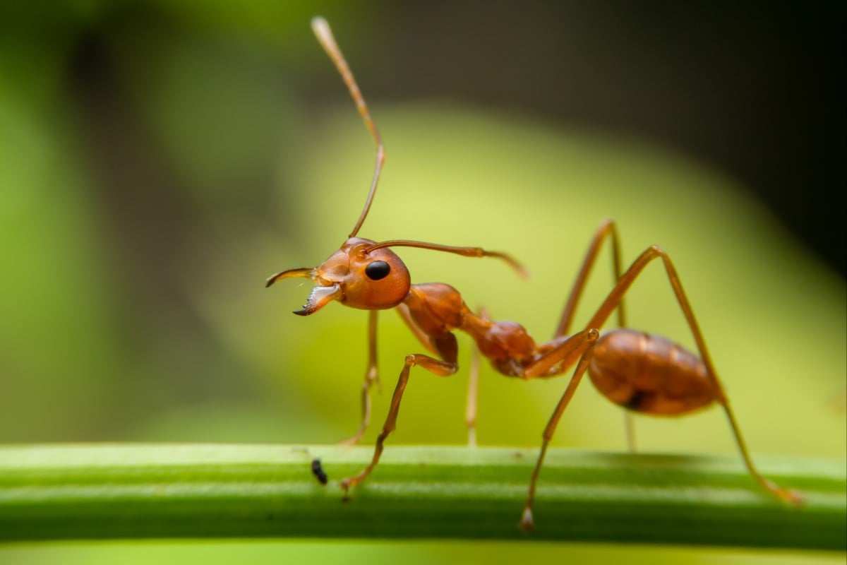 Hello, can you direct me to the closest picnic? Photo: Shutterstock