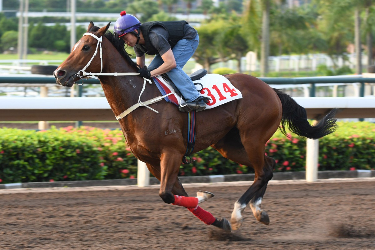California Spangle having his first gallop at Sha Tin on Thursday after returning from Conghua ahead of Sunday’s Group Three Celebration Cup (1,400m). Photos: Kenneth Chan