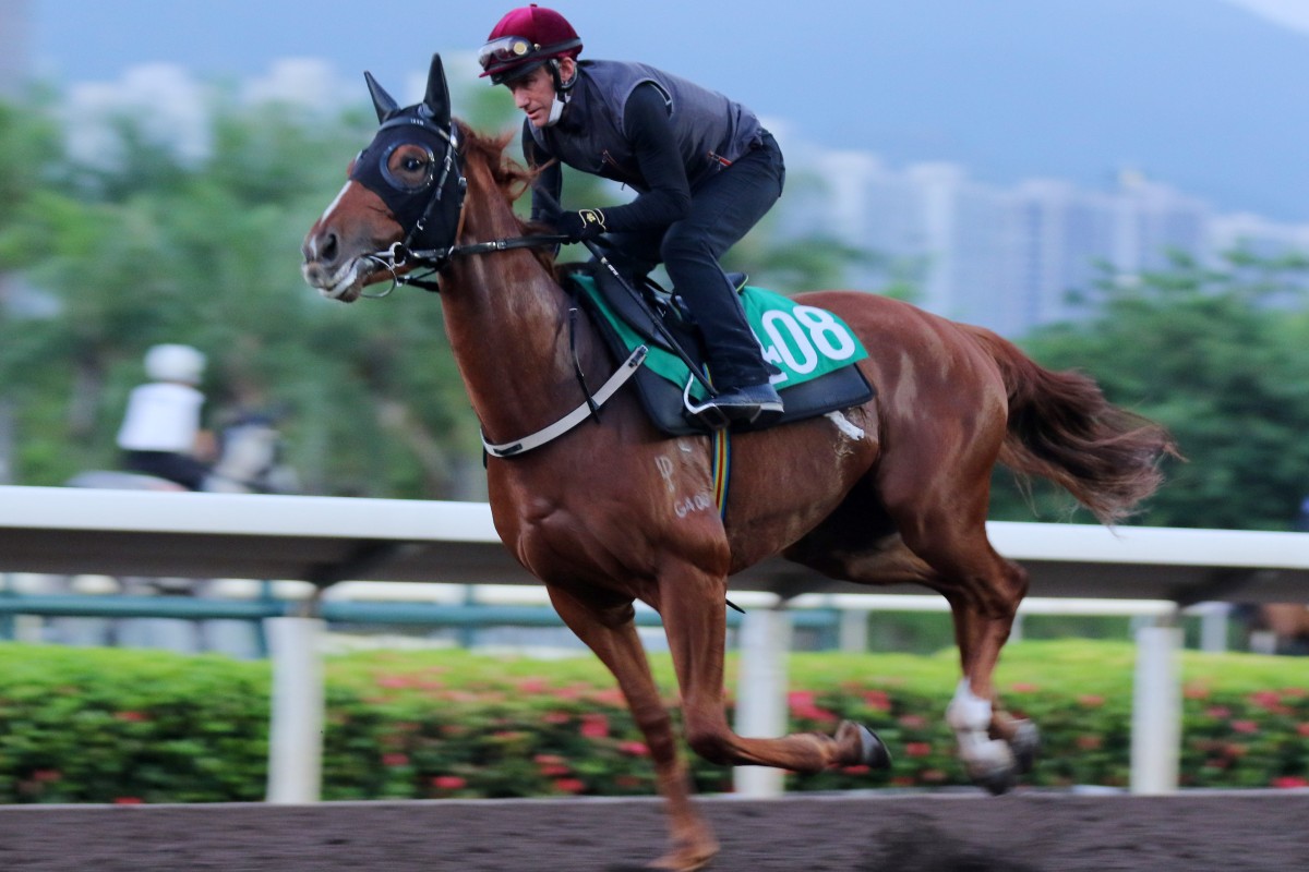 Super Eagle stretches out under Luke Currie at Sha Tin on Monday ahead of his Hong Kong debut at Happy Valley on Wednesday. Photos: Kenneth Chan
