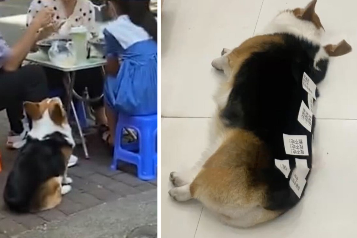 The corgi’s owner says her pet has become overweight and refuses to eat dog food. Photo: SCMP composite