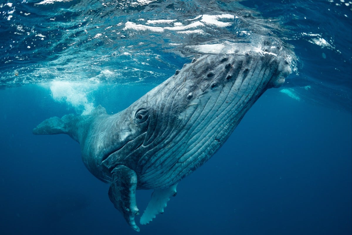 A new study found that blue whales may swallow up to 43.5 kg of plastic every day. Photo: Shutterstock
