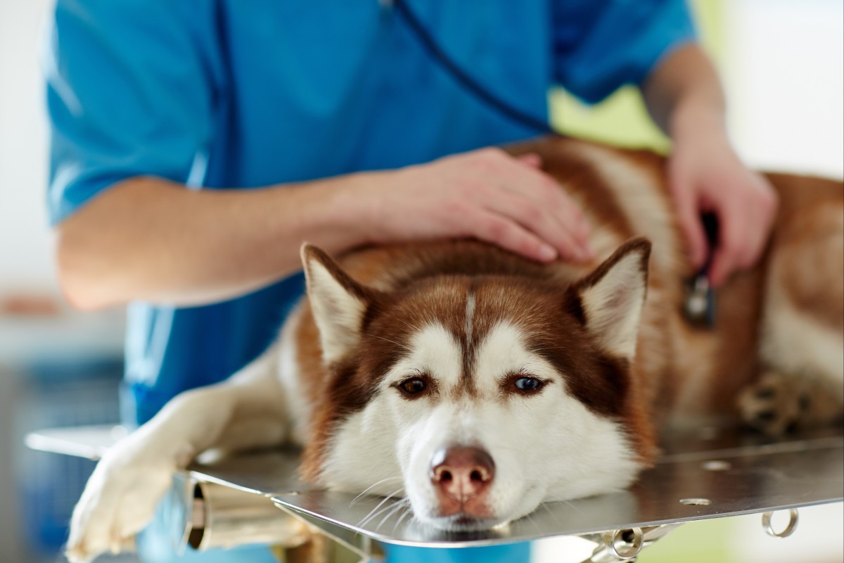 One dog owner was charged nearly double the price quoted for a gallbladder surgery. Photo: Shutterstock