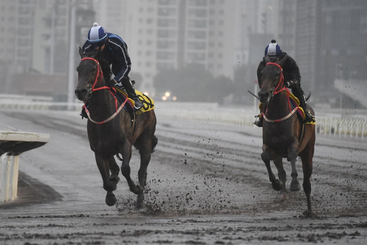 Baby Crystal (left) and A Americ Te Specso (right) gallop on Sha Tin’s all-weather track ahead of their respective debuts for 11-time champion trainer John Size. Photos: Kenneth Chan
