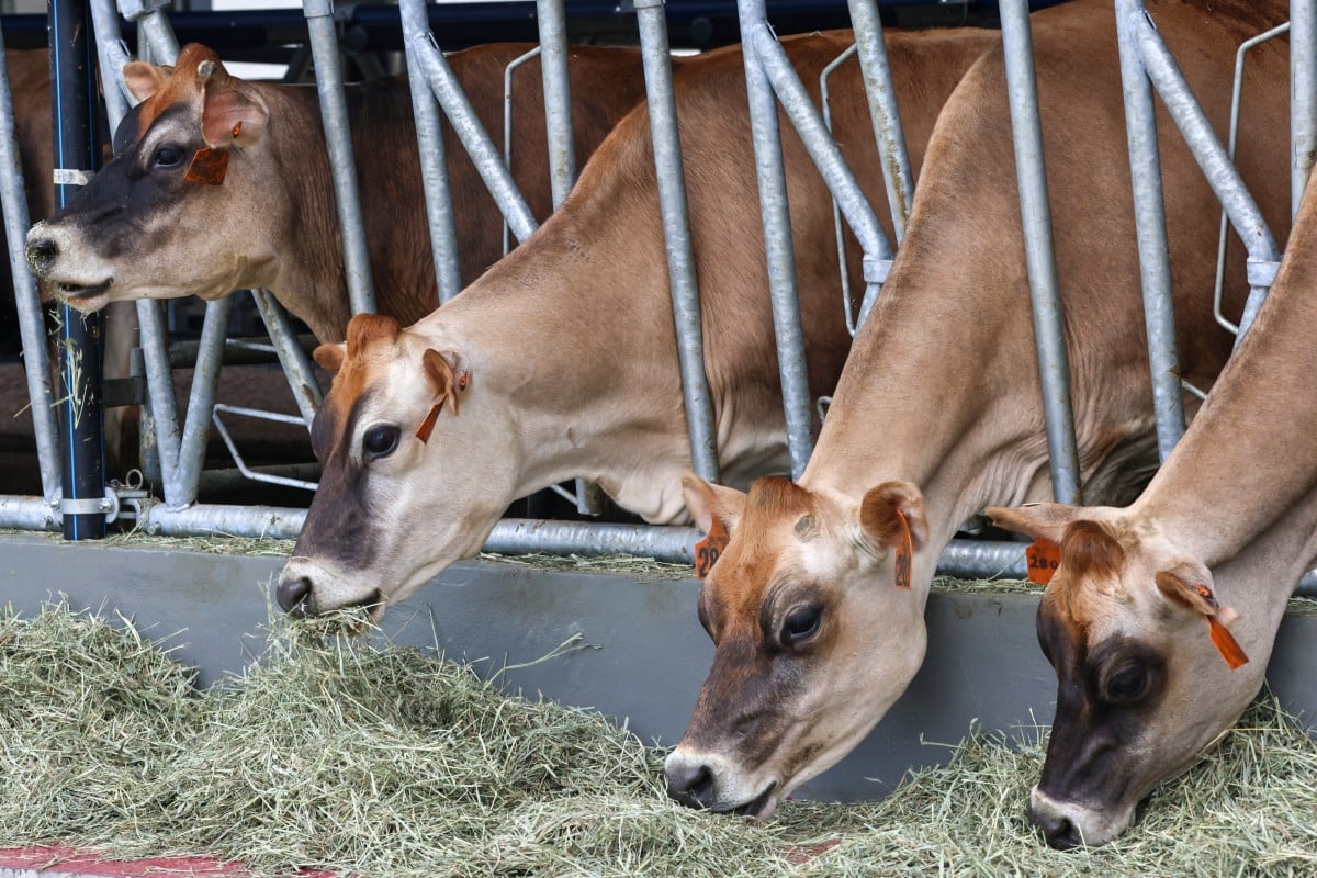 City University has opened a dairy farm in Tai Po. Photo: K.Y. Cheng