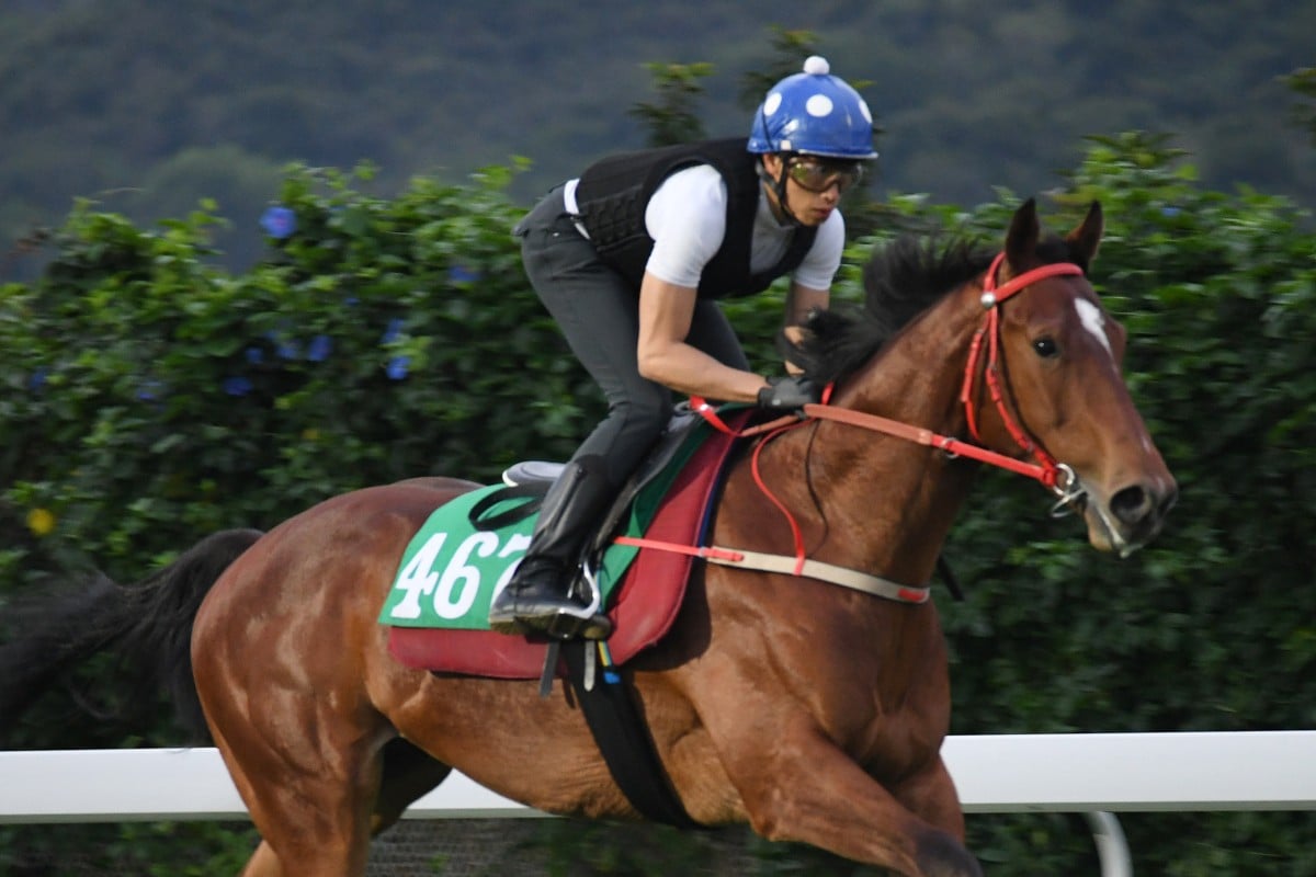 Nordic Dragon gallops at Sha Tin on Monday morning ahead of his debut at Happy Valley on Wednesday night. Photos: Kenneth Chan