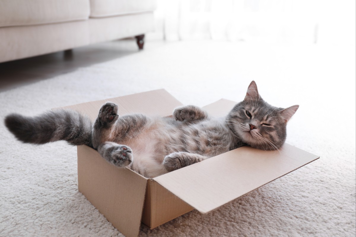 There’s a strong chance this cat is named Luna or Bella. Photo: Shutterstock