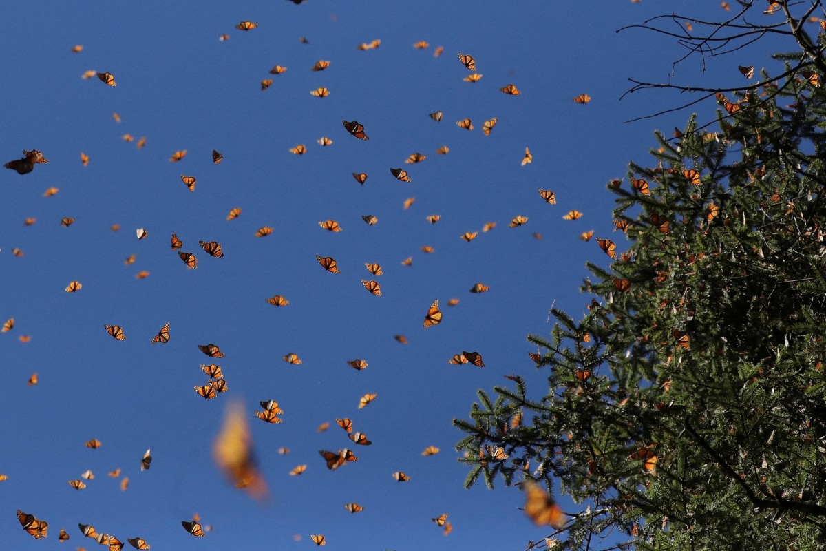 Monarch butterflies fly at the Sierra Chincua butterfly sanctuary in Angangeo in Michoacan state, Mexico. Photo: Reuters