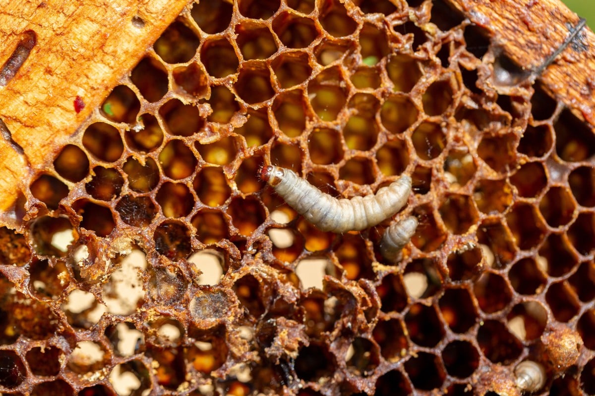 Plastic-gobbling enzymes in wax worm spit offer slobbery solution to ...