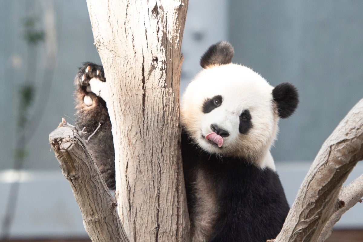 The two giant pandas in Qatar are the first of their kind to ever live in the Middle East. Photo: Xinhua