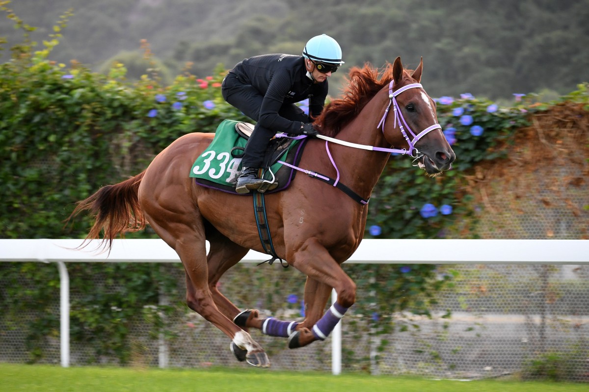 Zac Purton rides Midori Beauty in a gallop. Photo: Kenneth Chan