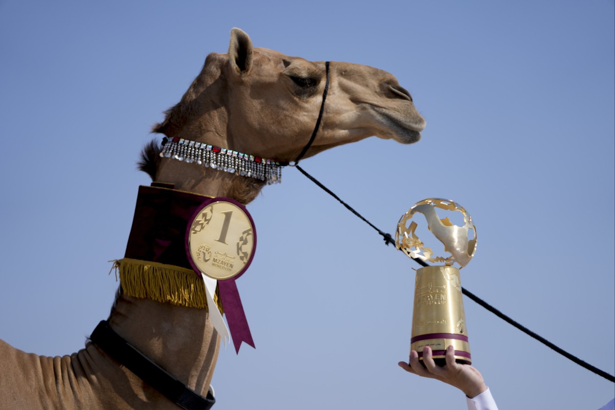 Nazaa’a overcame several preliminary rounds and hundreds of other camels to win the pageant at Qatar Camel Mzayen Club. Photo: AP