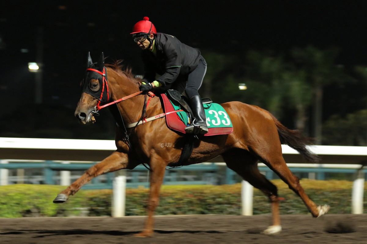Group Two UAE 2,000 Guineas (1,600m) runner-up Nordic Star gallops at Sha Tin ahead of his Hong Kong debut on Sunday. Photo: Kenneth Chan
