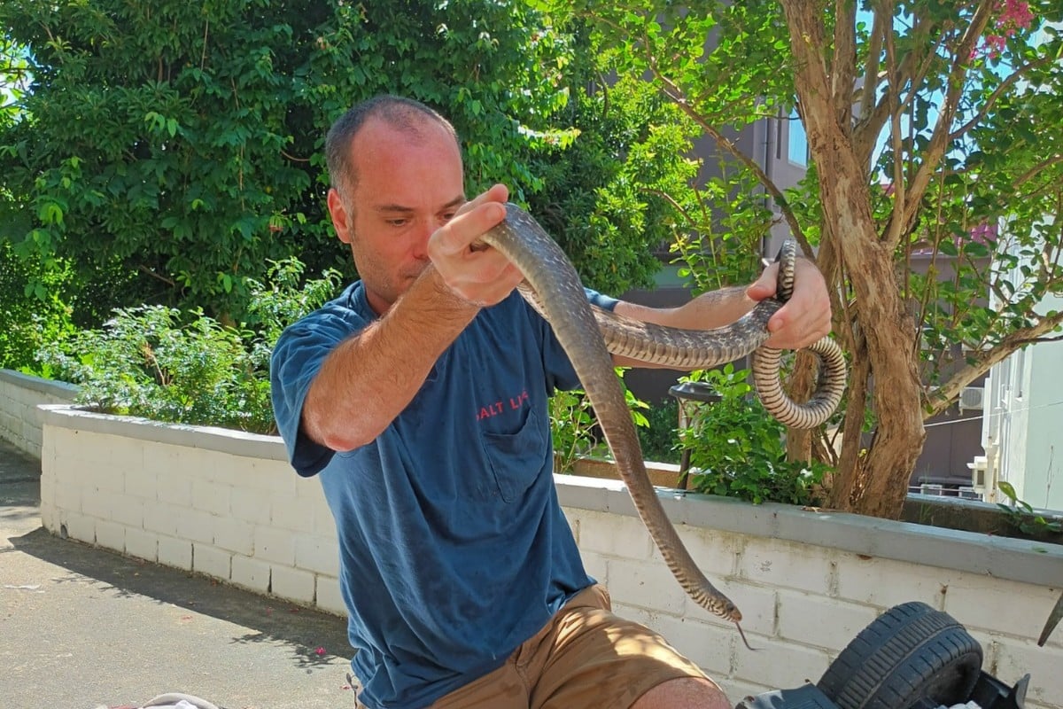 Hong Kong snake catcher William Sargent is focused on keeping people safe while also educating the public about the importance of these reptiles. Photo: Handout