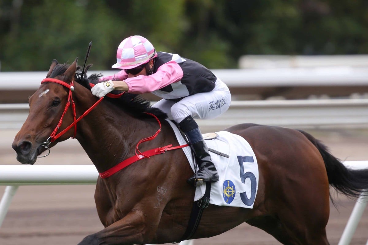 Beauty Live sheds his maiden tag under Joao Moreira at Sha Tin in January 2022. Photo: Kenneth Chan