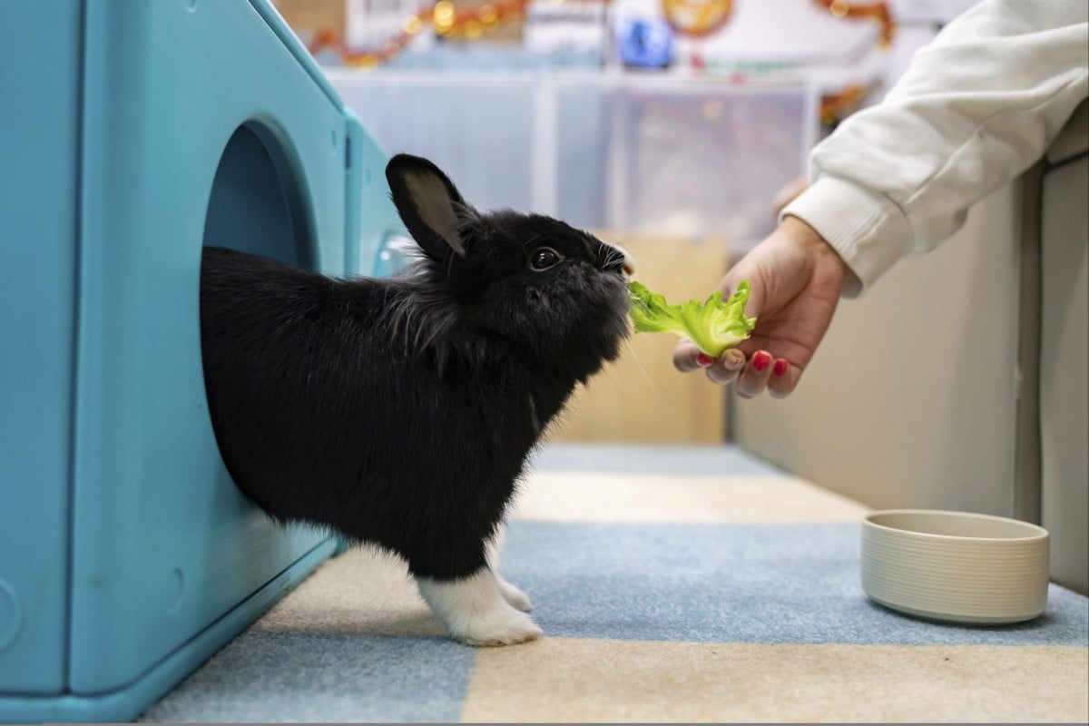 A staff member feeds a rabbit at the Bunny Style Hotel in Hong Kong on Wednesday, January 18, 2023. Photo: AP