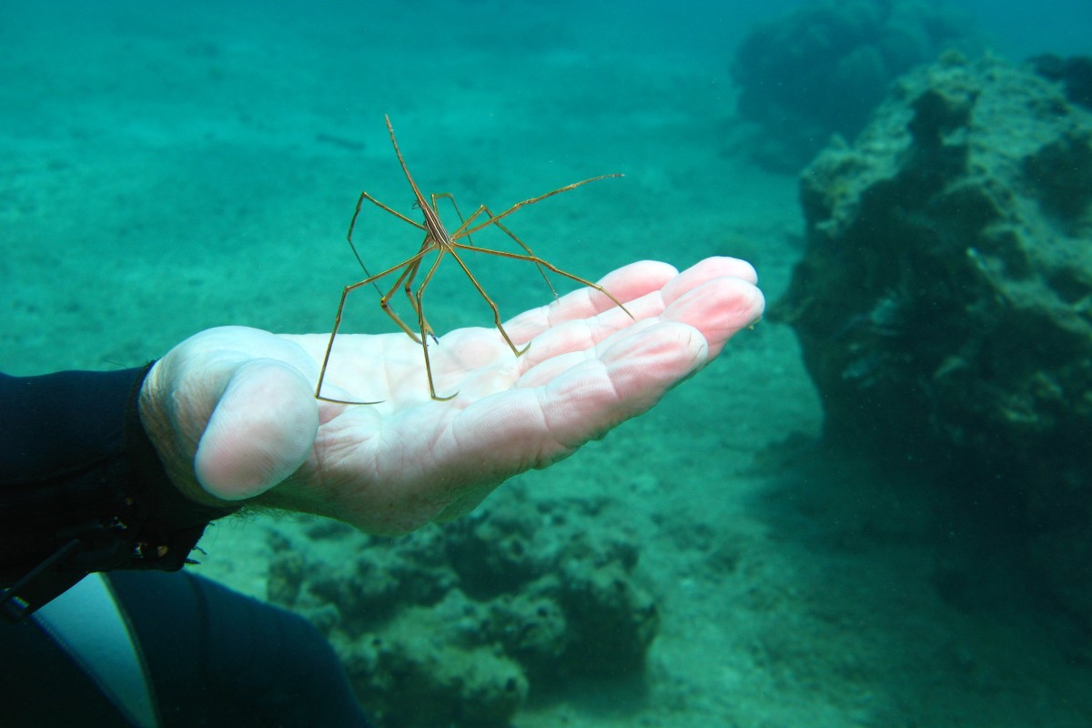 A new study found that sea spiders can regrow body parts. Scientists hope their discovery can help them learn more about re-growing lost limbs in humans. Photo: Shutterstock