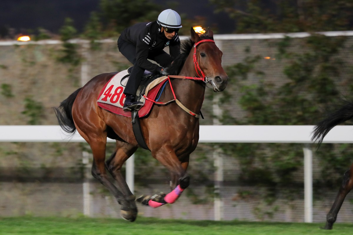 Karis Teetan puts Romantic Warrior through his paces at Sha Tin on Thursday morning. Photos: Kenneth Chan