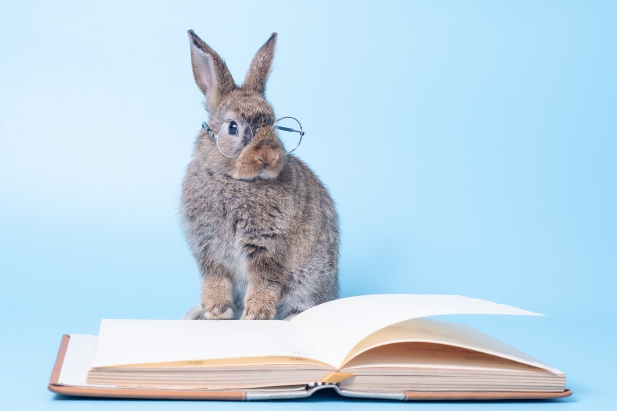 These bunny phrases are sure to help jazz up your writing. Photo: Shutterstock
