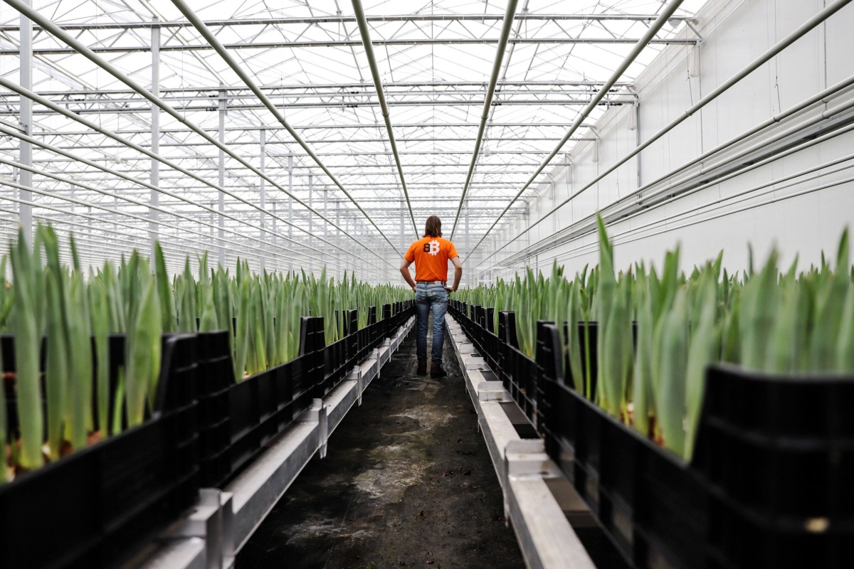 Bert De Groot, the owner of Bitcoin Brabant, walks among growing tulips in a greenhouse heated with bitcoin mining computers. Photo: AFP