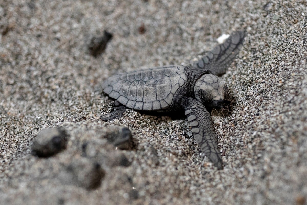 A baby olive ridley sea turtle emerges from its nest in a CURMA hatchery in San Juan, La Union, Philippines on December 20, 2022. Set up in 2009, CURMA, or Coastal Underwater Resource Management Actions, is leading the conservations programme around La Union beaches. Photo: Reuters