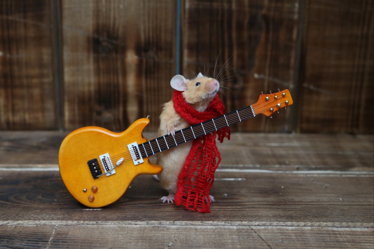 Rats may not be able to play the guitar, but they can certainly catch a beat. Photo: Shutterstock
