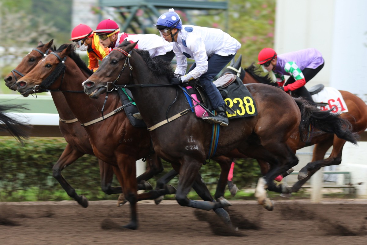 Golden Sixty trials at Sha Tin on Tuesday morning ahead of the Group One Hong Kong Gold Cup (2,000m) on February 26. Photo: Kenneth Chan