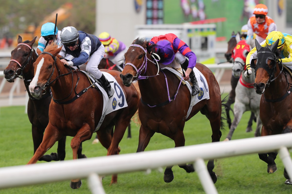 Prince Of Porty (9) debuts as a winner in a Class Four sprint over 1,000m at Sha Tin on January 21. Photo: Kenneth Chan