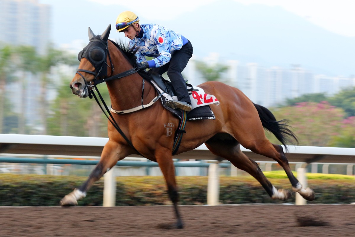 Lyle Hewitson gallops Nervous Witness at Sha Tin on Thursday morning. Photo: Kenneth Chan