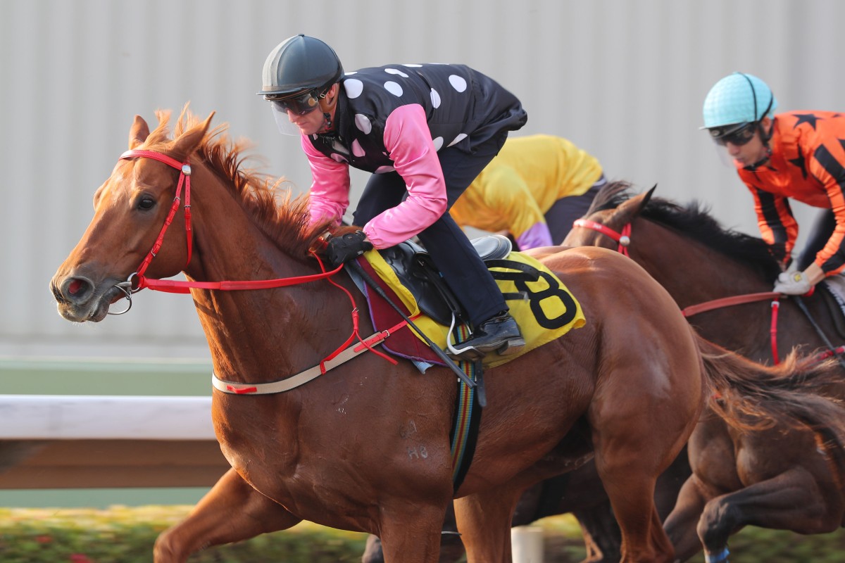 Zac Purton trials Beauty Eternal at Sha Tin on Friday morning. Photo: Kenneth Chan