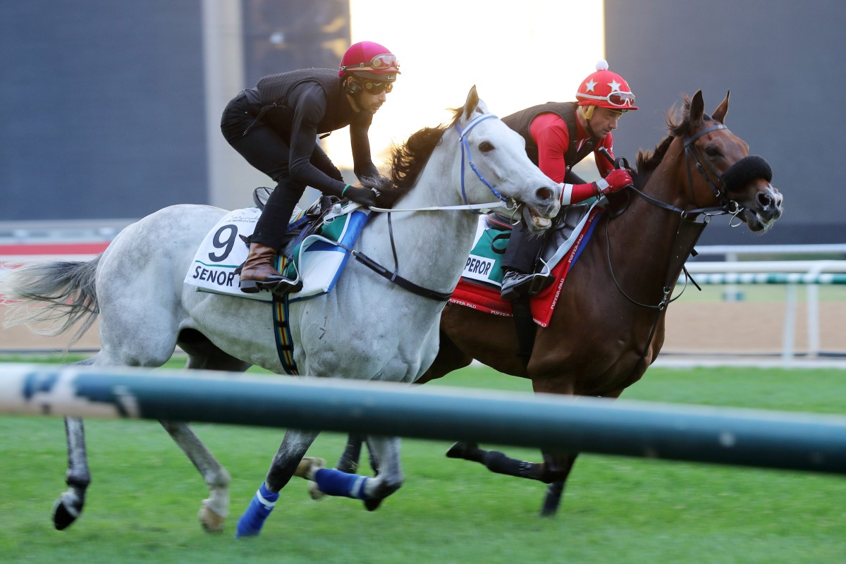 Senor Toba and Alberto Sanna (outside) gallop alongside Russian Emperor and Douglas Whyte at Meydan on Tuesday morning. Photos: Kenneth Chan