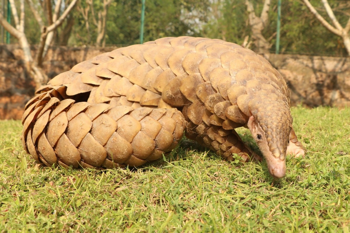 Pangolins live in Africa and Asia, though many of them are considered endangered or vulnerable. Photo: Shutterstock