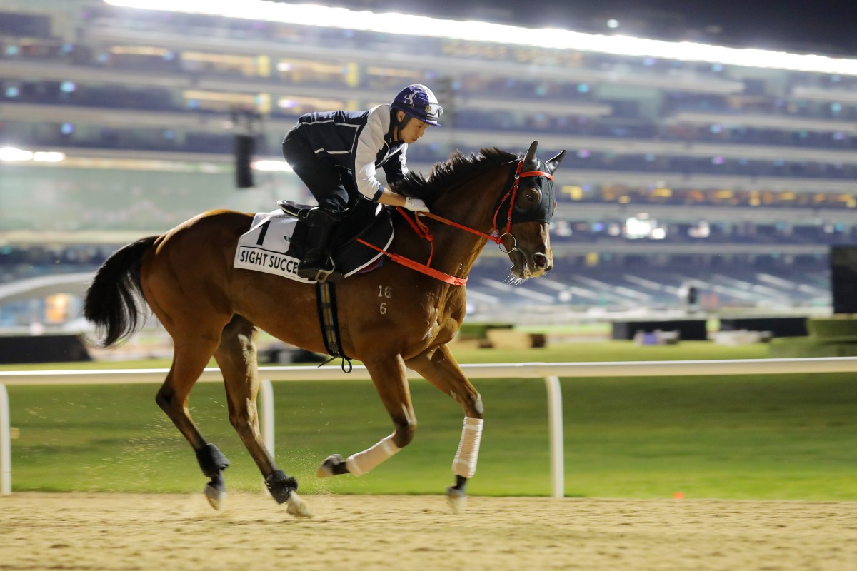 Sight Success gallops at Meydan on Thursday morning. Photos: Kenneth Chan