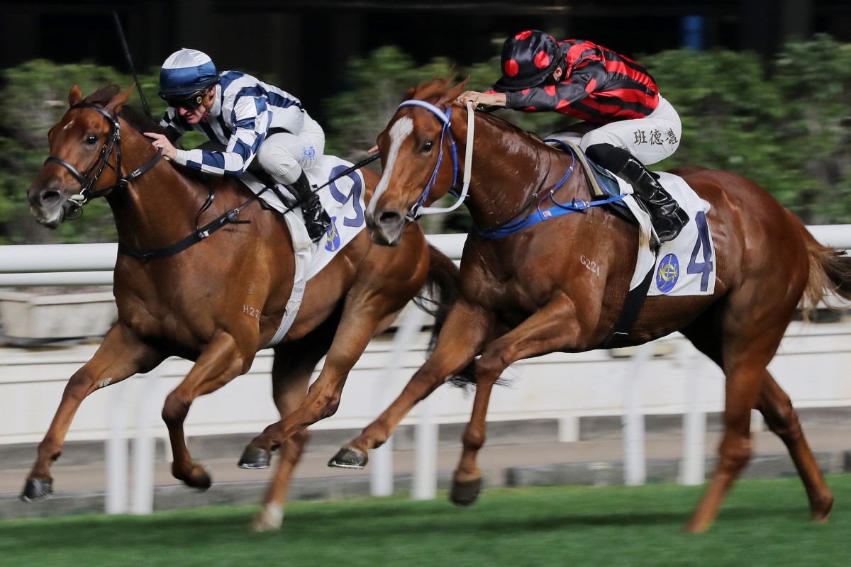 Seasons Wit (left) just loses out to Atomic Force (right) on his Hong Kong debut for trainer Jamie Richards and jockey Zac Purton at Happy Valley on March 1. Photo: Kenneth Chan