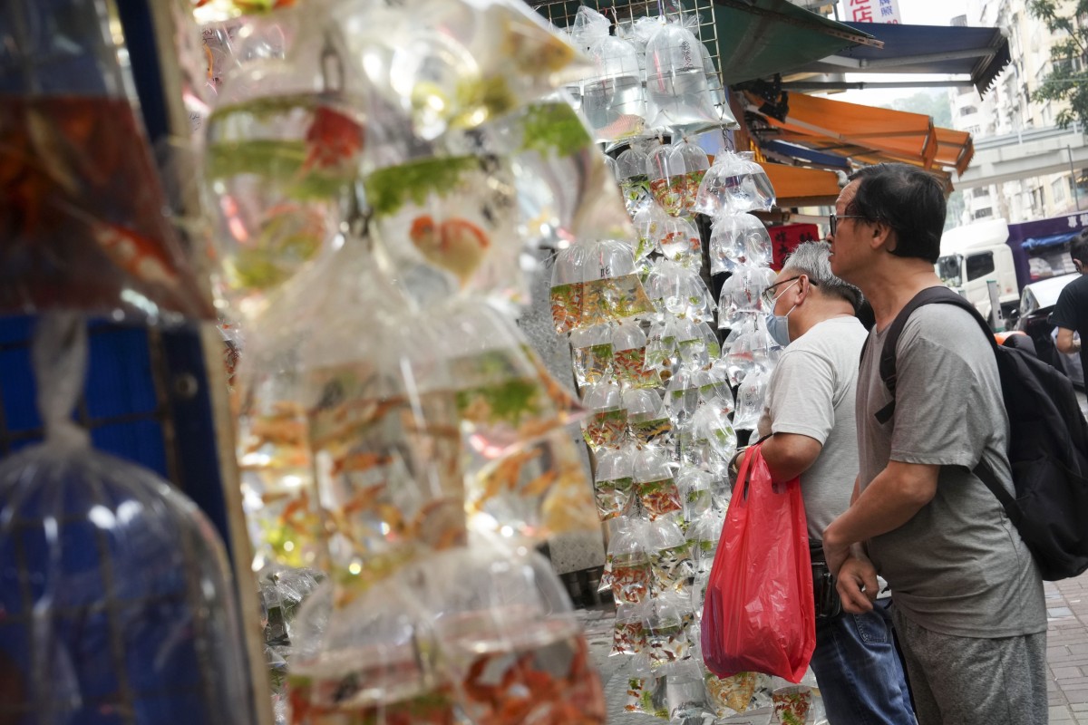 People check out the ornamental fish on Tung Choi Street. Photo: Elson Li