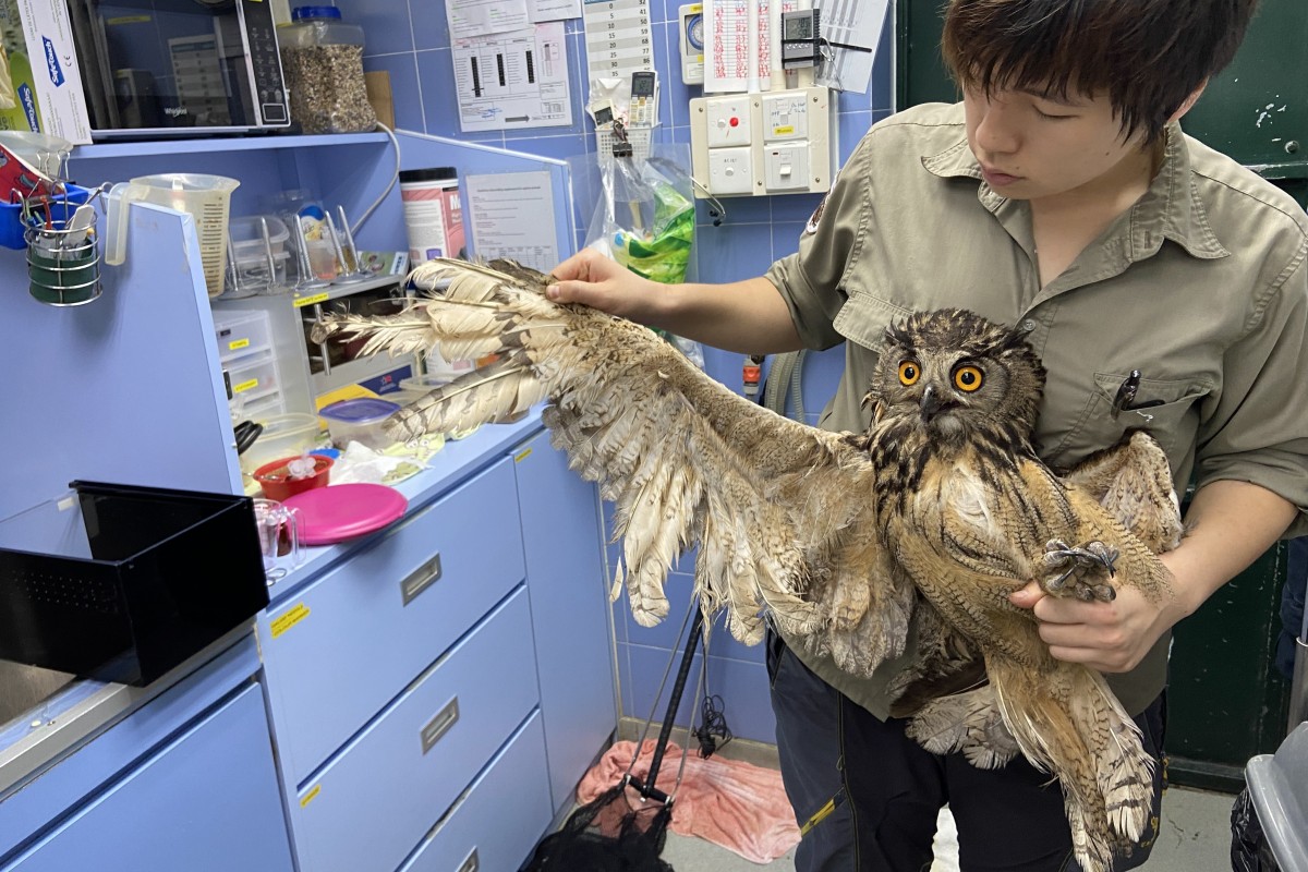 A male Eurasian eagle-owl spent almost two years recovering at Kadoorie Farm and Botanic Garden (KFBG) in Tai Po. Photo: Handout