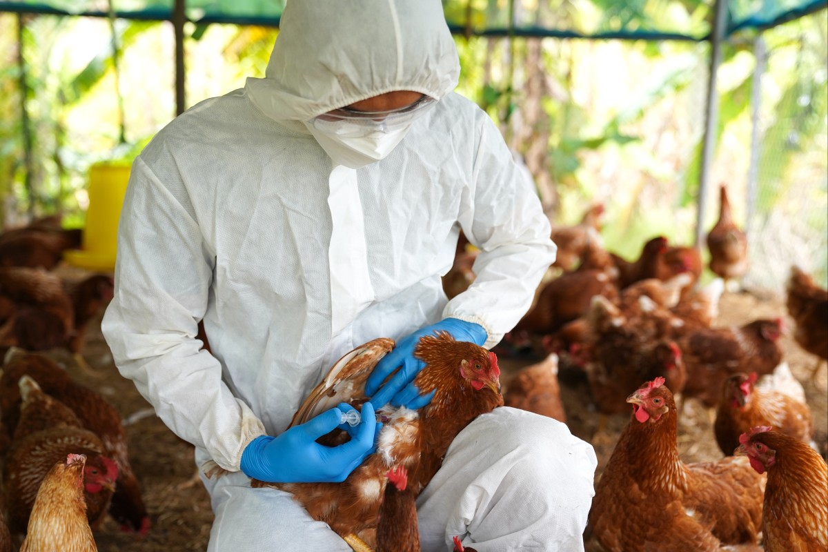 Large-scale industrial farming increases the risk of pathogens spreading between animals. Photo: Shutterstock