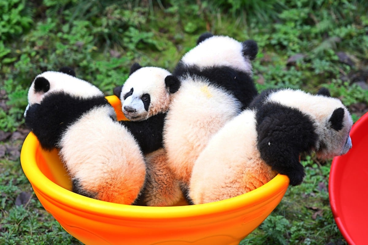 Four six-month-old giant panda cubs play at the Chongqing Zoo in southwest China. Photo: Xinhua