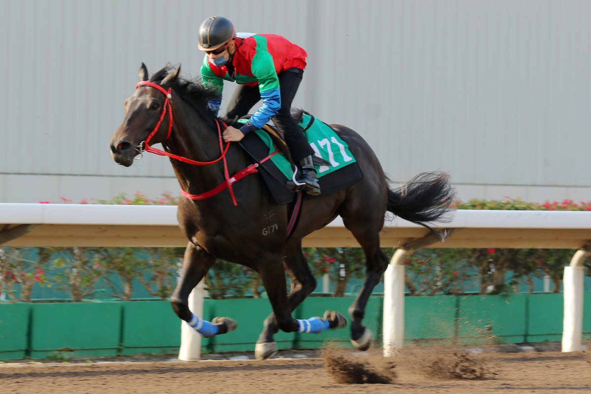 Derek Leung partners Money Catcher in a trial during his four-year-old season. Photo: Kenneth Chan