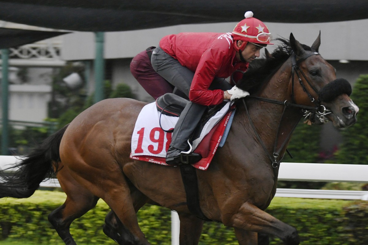 Russian Emperor gallops under trainer Douglas Whyte this week. Photo: Kenneth Chan