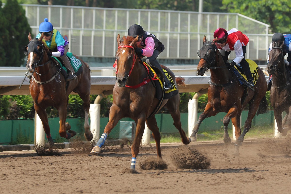 Beauty Destiny (black and pink colours) swishes his tail during his Sha Tin barrier trial (1,050m) win under Zac Purton on May 30. Photo: Kenneth Chan