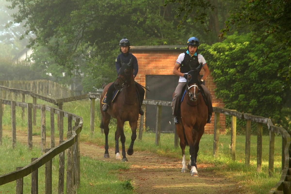 Wellington (left) and his companion Kwaichung Brothers head out to gallop at Manton Estate on Thursday morning. Photos: Pun Kwan