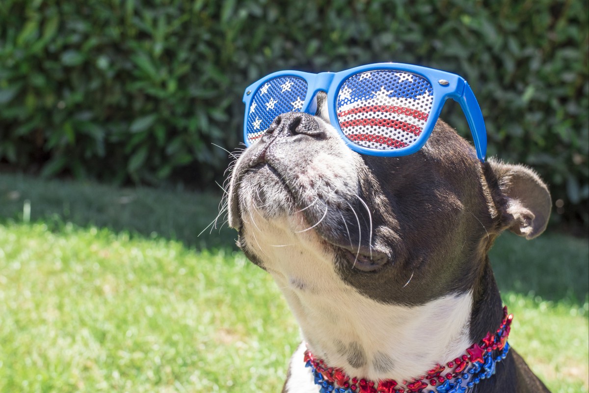 Fido is all decked out for his Fourth of July BBQ! Photo: Shutterstock
