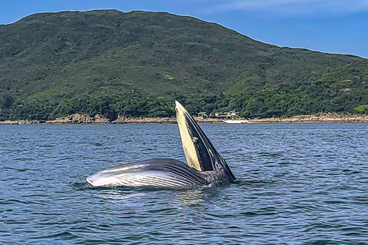 The Bryde’s whale was spotted off the Sai Kung coast on Thursday. Photo: Sam Somerville, Jake Newbery and Lily Reid, staff of Hebe Haven Yacht Club