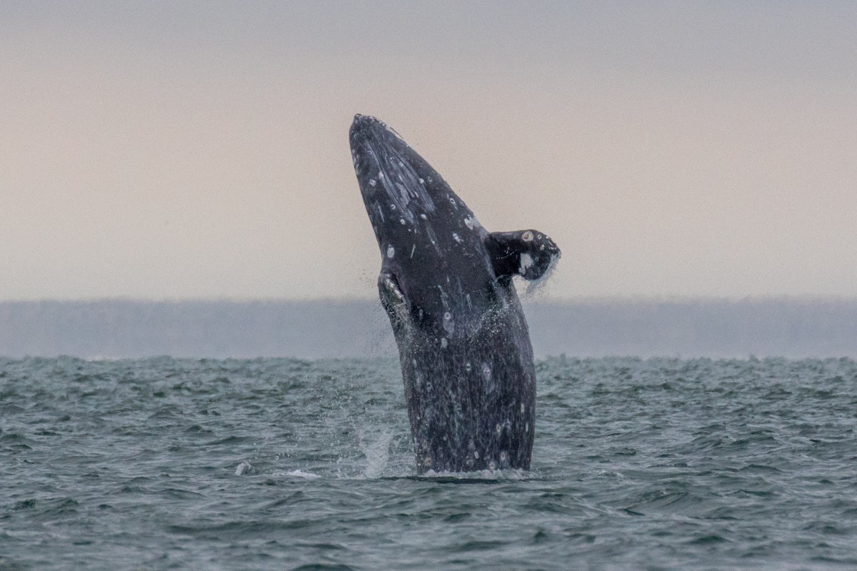 Scientists estimate the grey whale population at around 14,526. Photo: Shutterstock