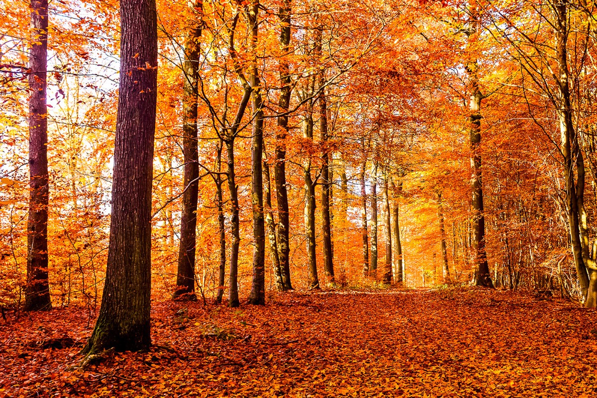 Fall into autumn with these idioms. Photo: Shutterstock