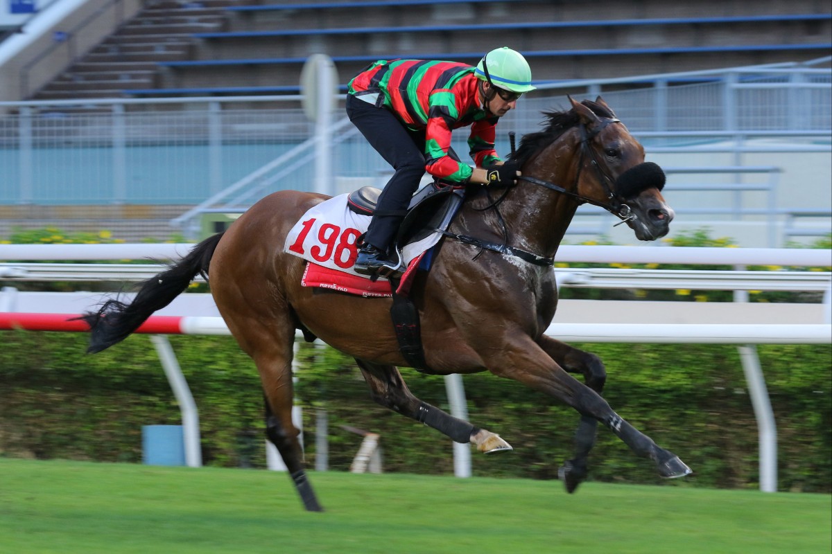 Russian Emperor trials under Hugh Bowman at Sha Tin on Tuesday morning. Photo: Kenneth Chan