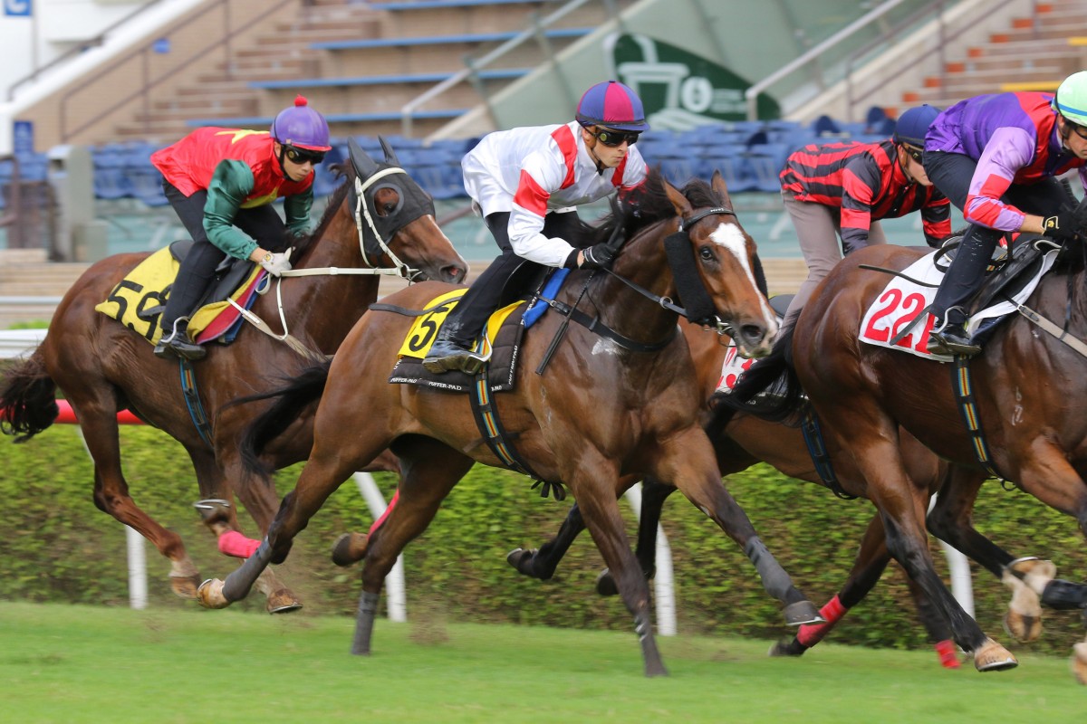 Australian import Sports Legend trials over 1,000m at Sha Tin on September 26. Photo: Kenneth Chan