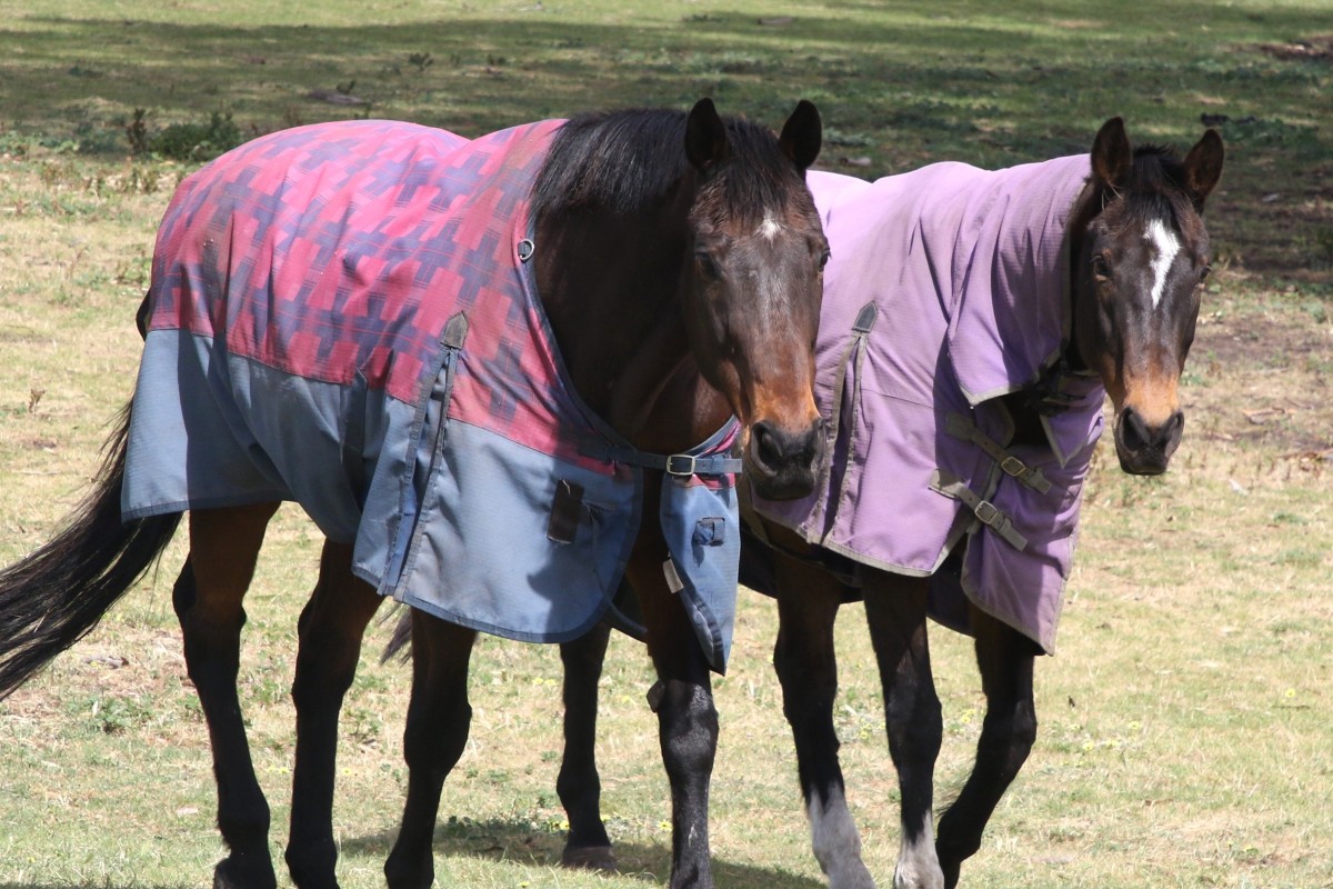Silent Witness (left) and Bullish Luck (right) at Living Legends in Melbourne. Photo: Living Legends
