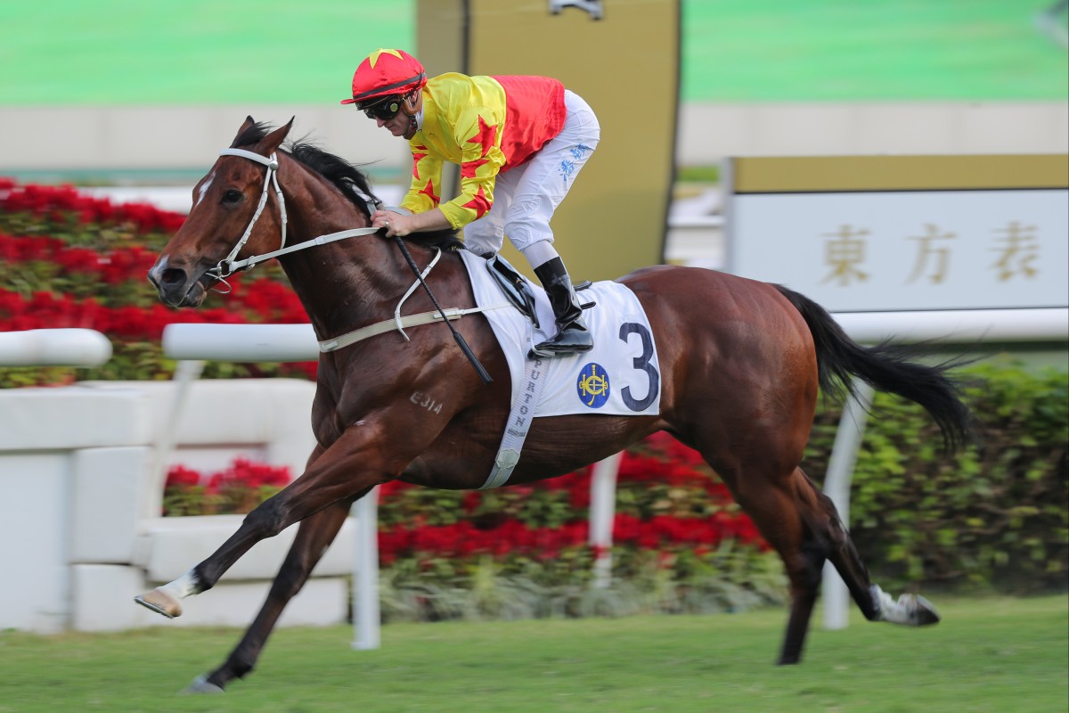 California Spangle wins the Group Two Sha Tin Trophy (1,600m) 12 months ago. Photo: Kenneth Chan