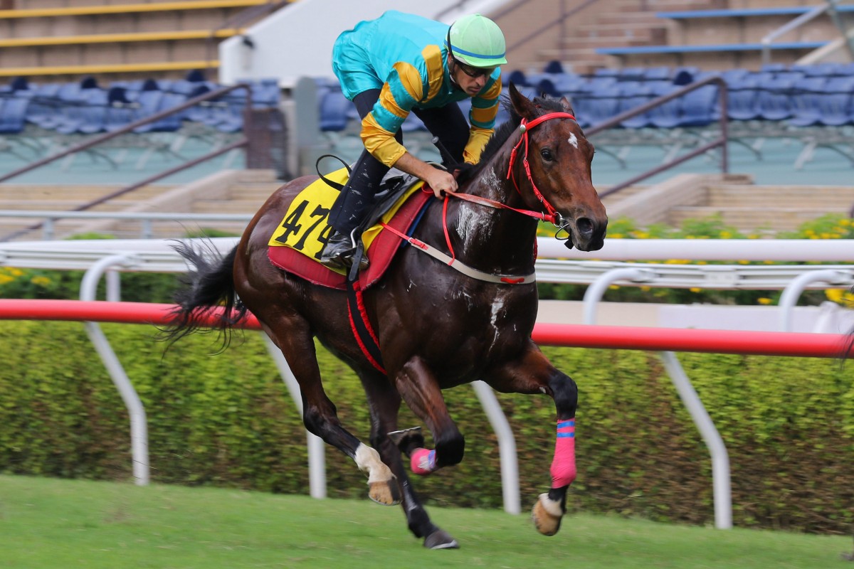 Moments In Time finishes second in his Sha Tin turf trial under Hugh Bowman. Photos: Kenneth Chan